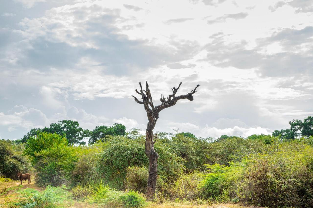 Yala Wild Hut - Yala Hotell Tissamaharama Exteriör bild