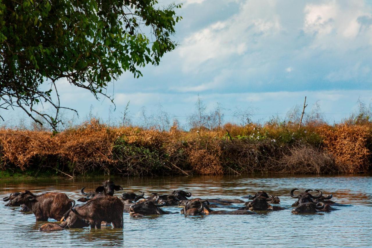 Yala Wild Hut - Yala Hotell Tissamaharama Exteriör bild