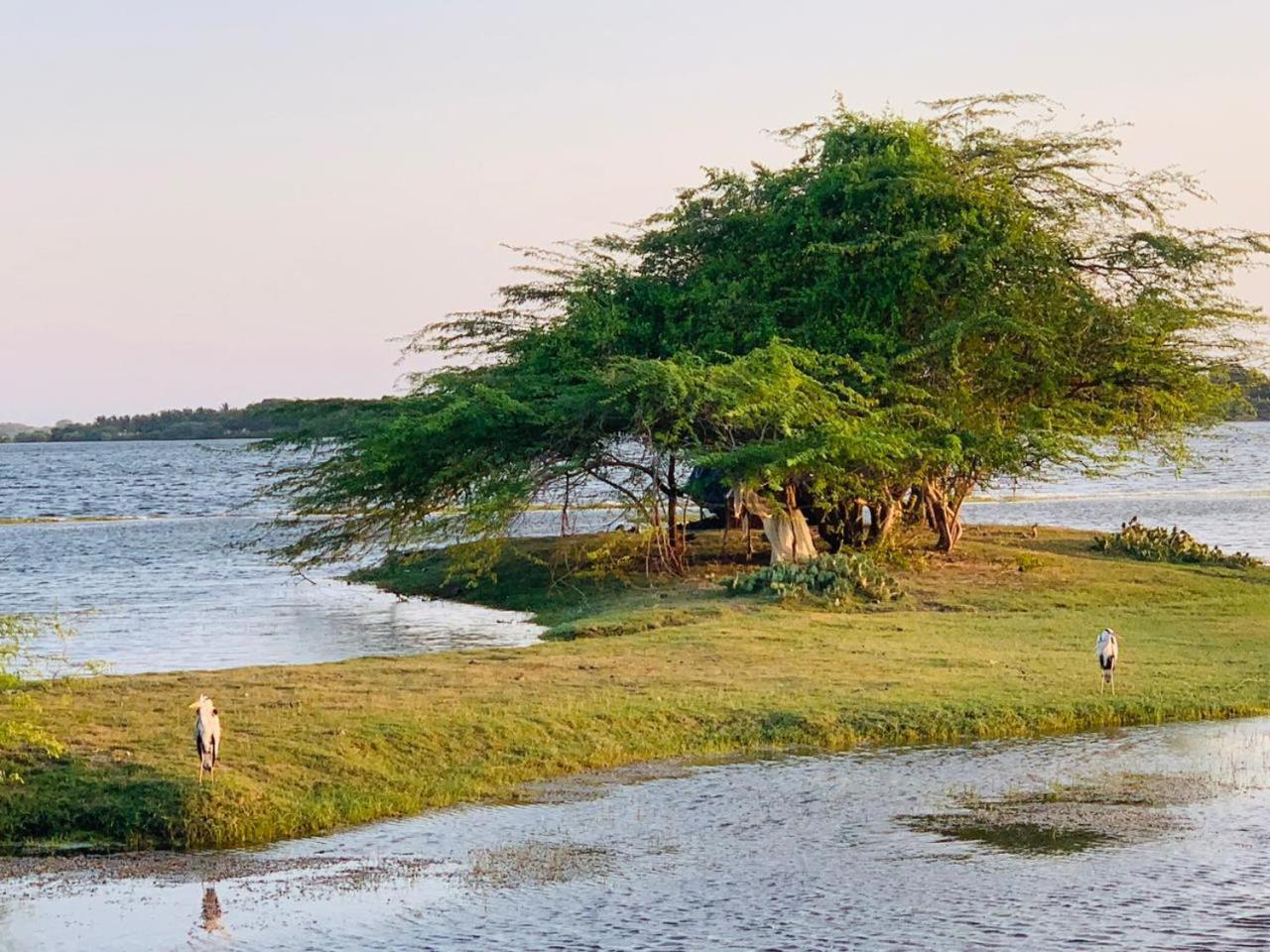 Yala Wild Hut - Yala Hotell Tissamaharama Exteriör bild