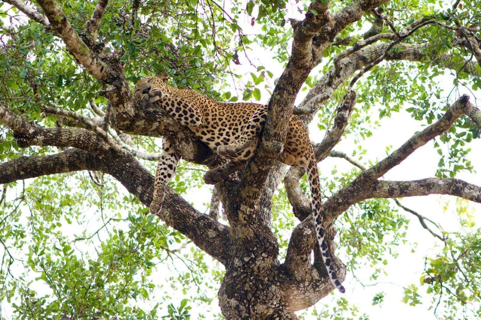 Yala Wild Hut - Yala Hotell Tissamaharama Exteriör bild